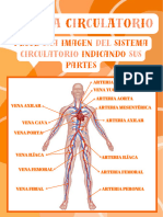 Sistema Circulatorio