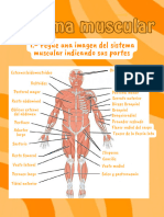 Sistema Muscular