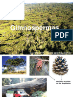 Reino Vegetal-Gimnospermas Angiospermas