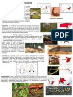 Diversidad de Caudata y Gymnophiona 