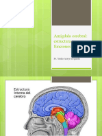 Amígdala Cerebral