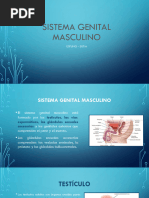 Testiculos y Vias Genitales Masculinas