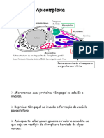 Toxoplasma Gondii