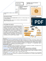 Ascaris Lumbricoides