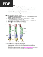 Columna Vertebral