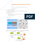 Biología Molecular - Adn