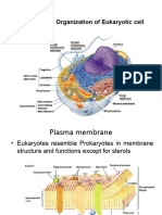 1.3 Eukaryotic Cel Structure and Organization