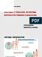 Sistema Reprodutor Masculino