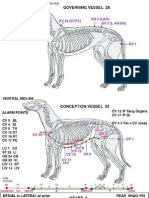 Acupuntura Meridianos en El Perro