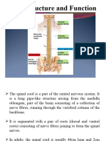 Spine Structure and Function