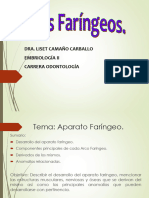 Arcos Faringeos 1