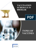 Vaccination Schedule in Broiler