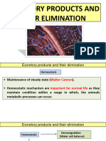 Excretory-System