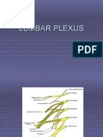 Lumbosacral Plexus