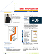 SIstema Endocrino humano-IV B - 2° - Removed