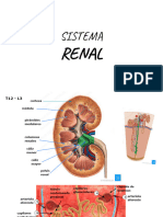 Sistema Renal