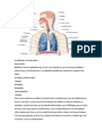 Los Pulmones y Las Vías Aéreas