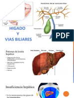 Higado y Vias Biliares