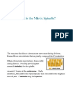 Bio Flash Cards Mitosis