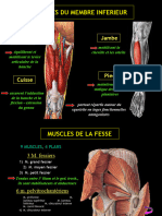 Myologie M Inf