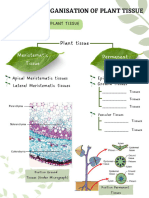 1.1 Organisation of Plant Tissue