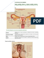 Anatomía Del Aparato Reproductor Femenino