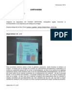 Clase 23. Corticoides