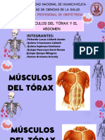 Musculos Del Torax y Abdomen