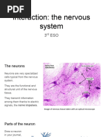 Interaction - The Nervous System