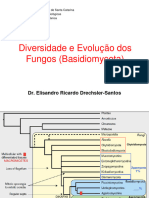 Diversidade Evolução Fungos (Basidiomycota)