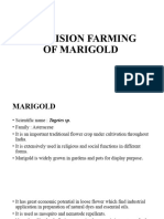 Precision Farming of Marigold