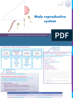 1 - Male Reproductive System