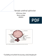 Difference Between Male and Female Urethra