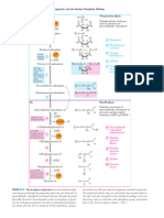 Carbohydrate Metabolism Compiled 1KSD