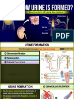 Urine Formation - Human Excretory System