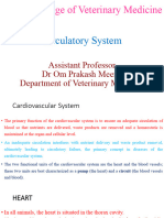 CardioVascular System