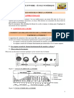 SVT Tle C - L7 - Les Cycles Sexuels Chez La Femme