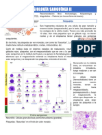 Fisiología Sanguínea II