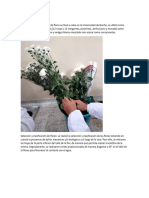 Metodología Informe Flores Procesos