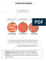 Esquema de La Estructura Del Musculo