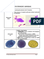 Nonpathogenic Amoebae - Flagellates