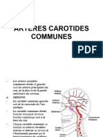 Arteres Carotides Communes-Presentation