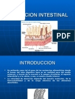 Absorcion Intestinal