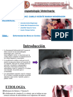 Enfermedad de Mora en Cerdos