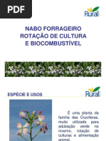 Nabo Forrageiro