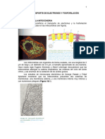 Transporte de Electrones y Fosforilación