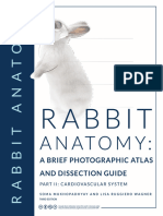 Rabbit Vasculature Book Print August Final 2023