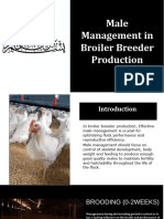 Male Management in Broiler Breeder Production