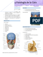 Anatomía y Fisiología de La Cara