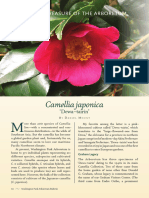 Mount - Camellia Dewa Tairin